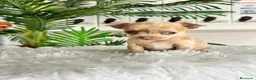 Chihuahua perros en venta: CHIHUAHUA  - Anuncio 9