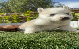 Husky Siberiano perros en venta: HUSKY - Imagen 9