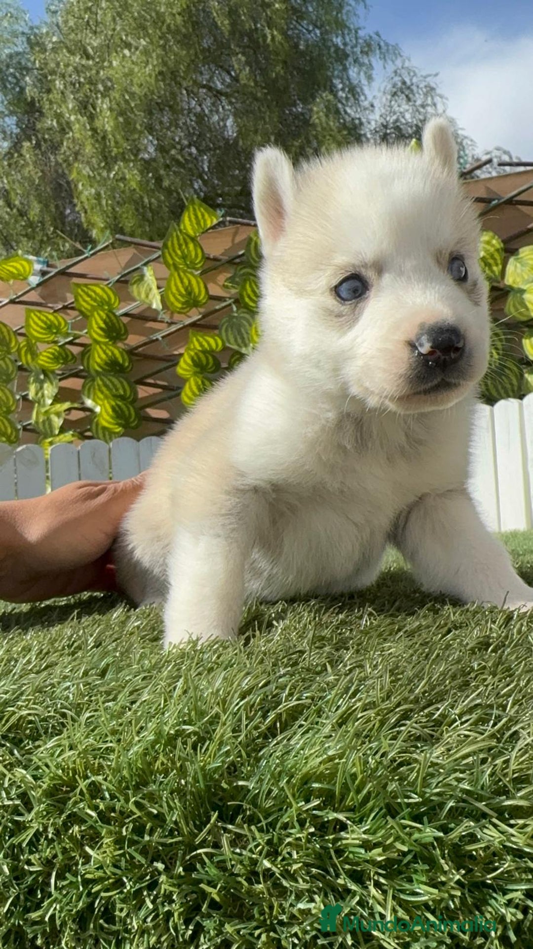 Husky Siberiano perros en venta: HUSKY - Imagen 9