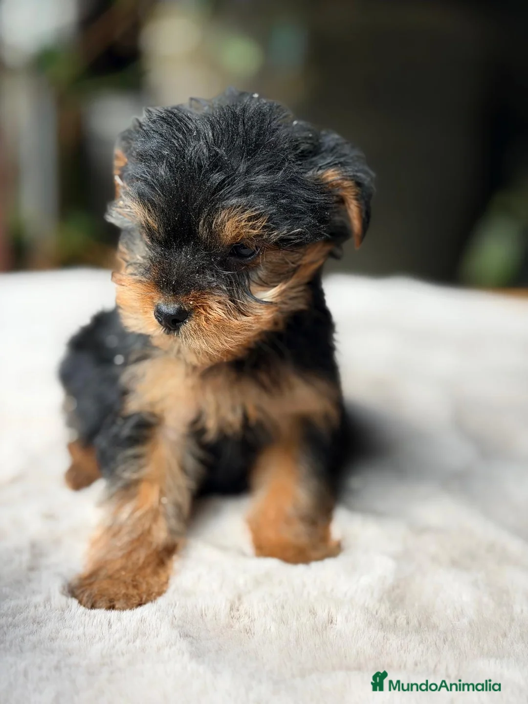 Yorkshire Terrier perros en venta: YORKSHIRE MACHO NEGRO FUEGO - Anuncio 7