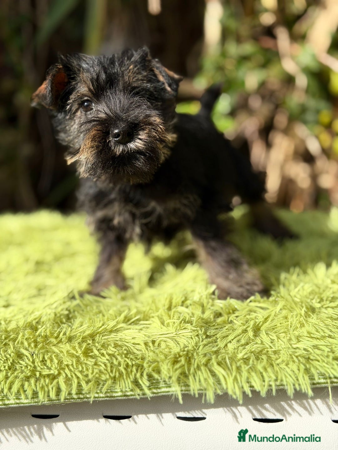 Schnauzer Miniatura perros en venta: SCHNAUZER MINIATURA DISPONIBLE - Anuncio 4
