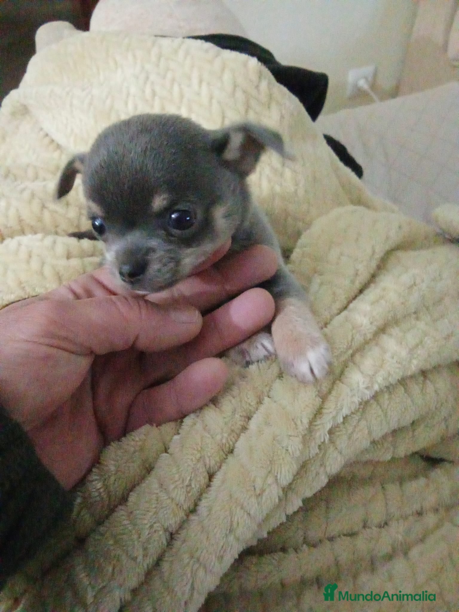 Chihuahua perros Chihuahua toy - Anuncio 2