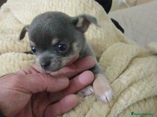 Chihuahua perros Chihuahua toy - Anuncio 7
