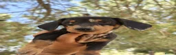 Teckel perros en venta: Teckels exclusivos - Anuncio 15