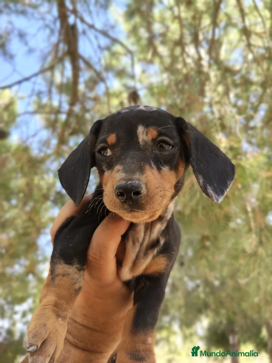 Teckel perros en venta: Teckels exclusivos - Anuncio 15