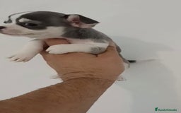 Chihuahua perros en venta: Exclusivos chihuahuas mini toy - Imagen 4