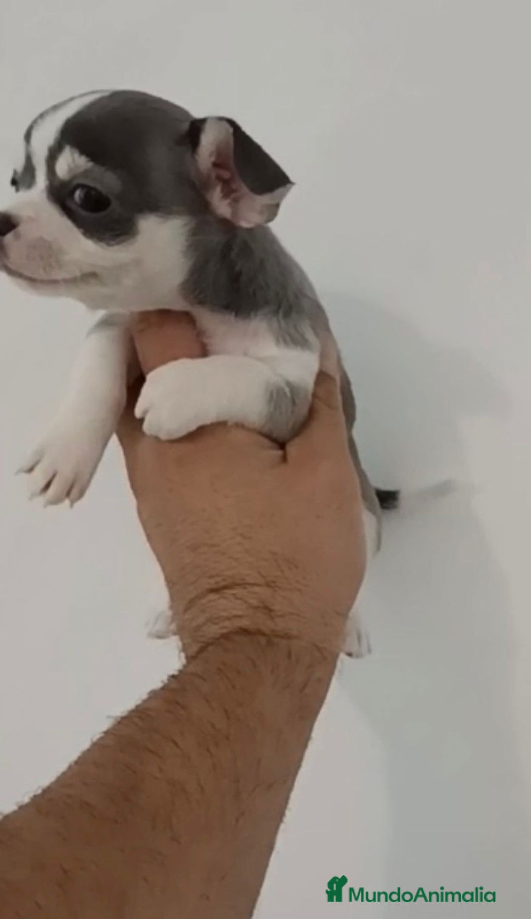 Chihuahua perros en venta: Exclusivos chihuahuas mini toy - Imagen 4