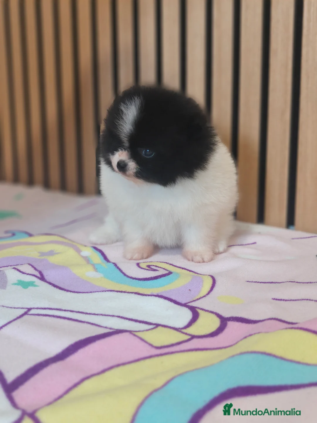 Pomerania perros en venta: Pomerania TOY Party ♀️♂️ - Anuncio 9