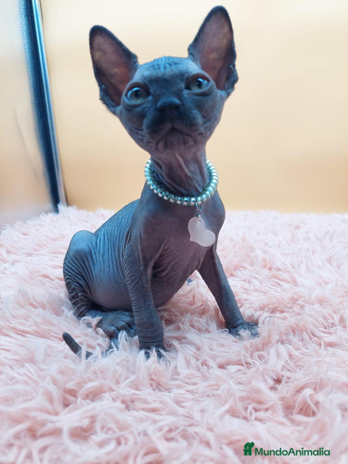 Sphynx gatos Bonito machito negro  - Anuncio 2
