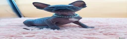 Sphynx gatos en venta: Bonito machito negro  - Anuncio 3