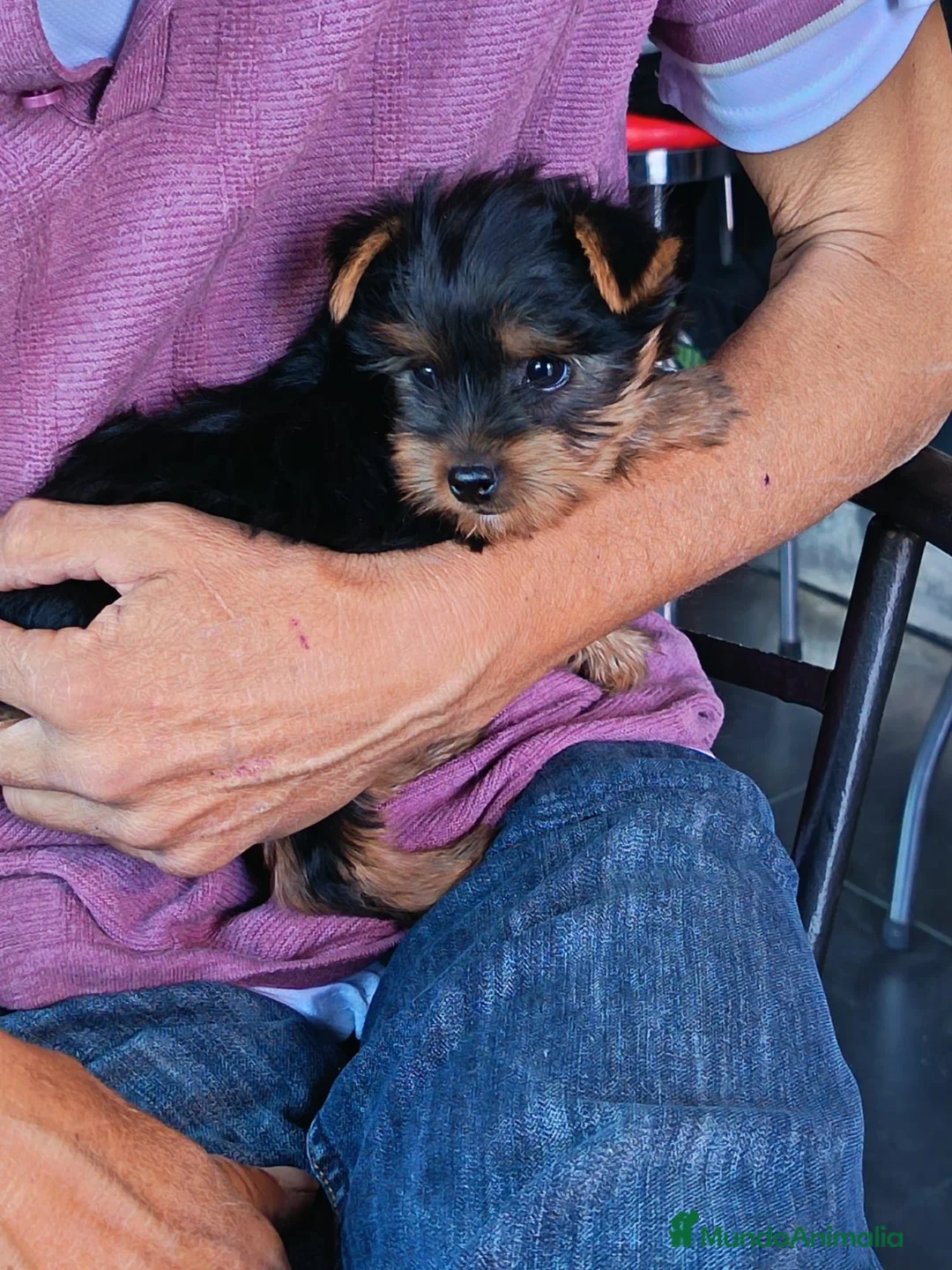 Yorkshire Terrier perros en venta: Cachorritos De Yorkshire Terrier 🐶🤎 - Anuncio 3