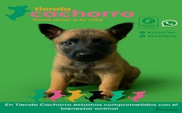 Pastor Belga Malinois perros en venta: MALINOIS - Imagen 1