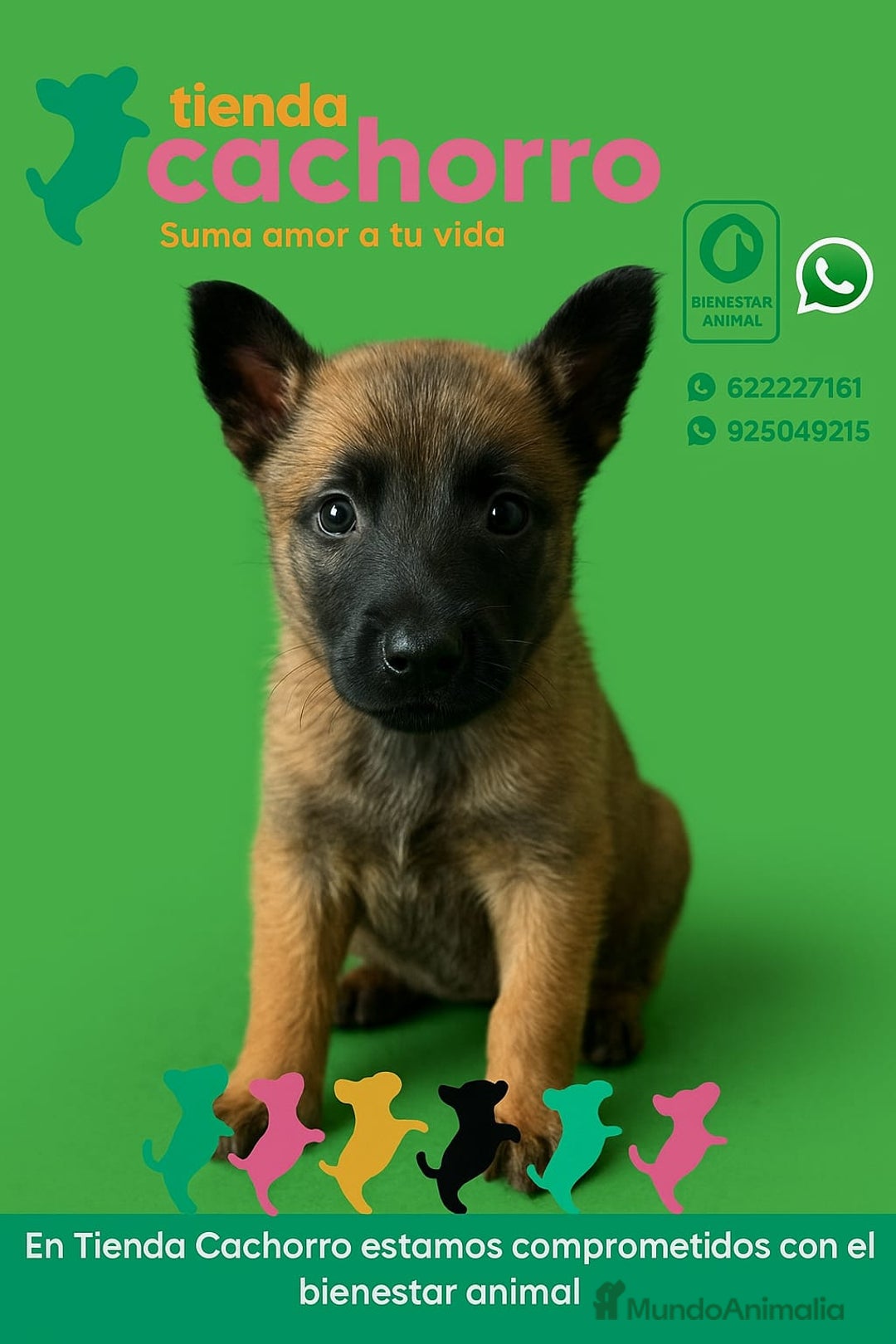 Pastor Belga Malinois perros en venta: MALINOIS - Imagen 1