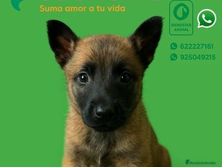 Pastor Belga Malinois perros - Anuncio 4