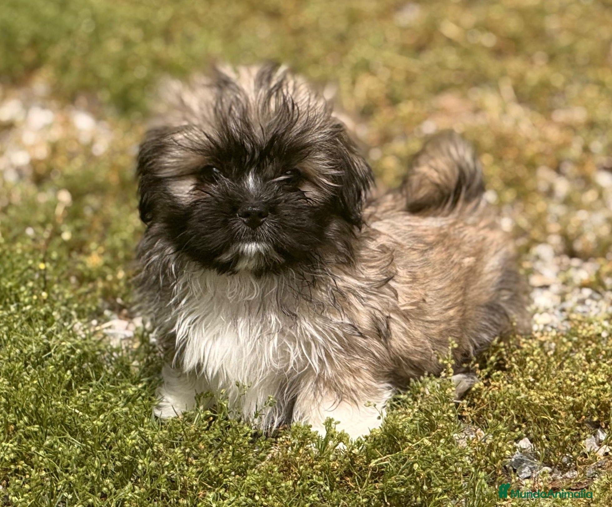 Maltipoo perros Maltipoo - Anuncio 2