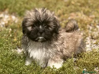 Maltipoo perros Maltipoo - Anuncio 1