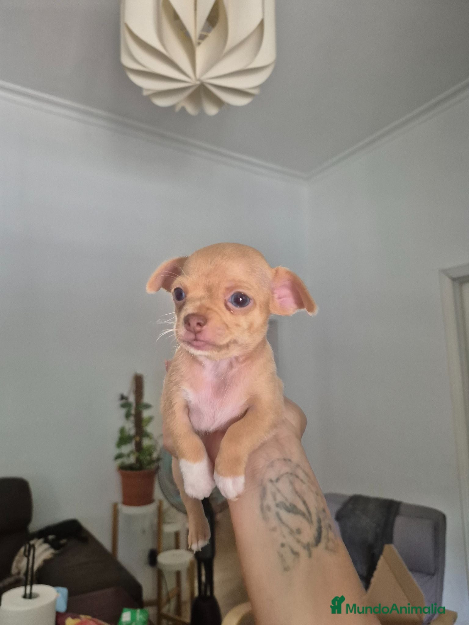 Chihuahua perros Chihuahua exotica  - Anuncio 1