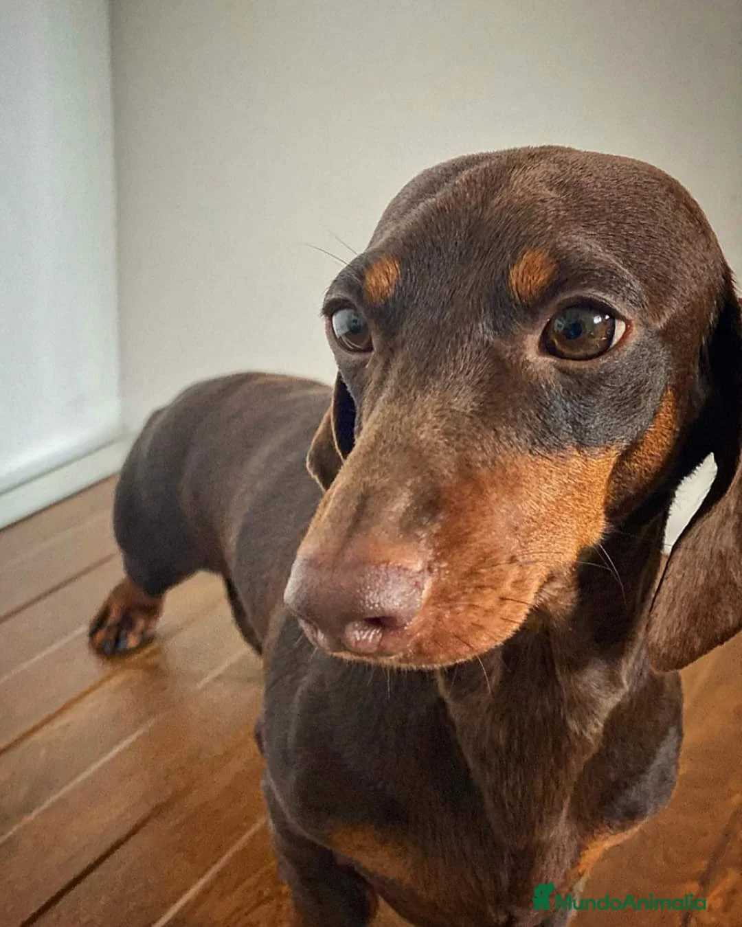 Teckel Miniatura perros en venta: Teckel chocolate  - Anuncio 2