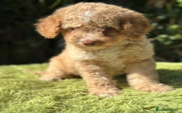 Perro de Agua Español perros en venta: Perro de agua español - Imagen 8