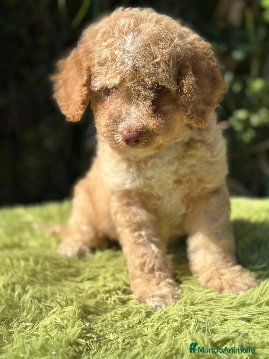 Perro de Agua Español perros en venta: Perro de agua español - Imagen 8