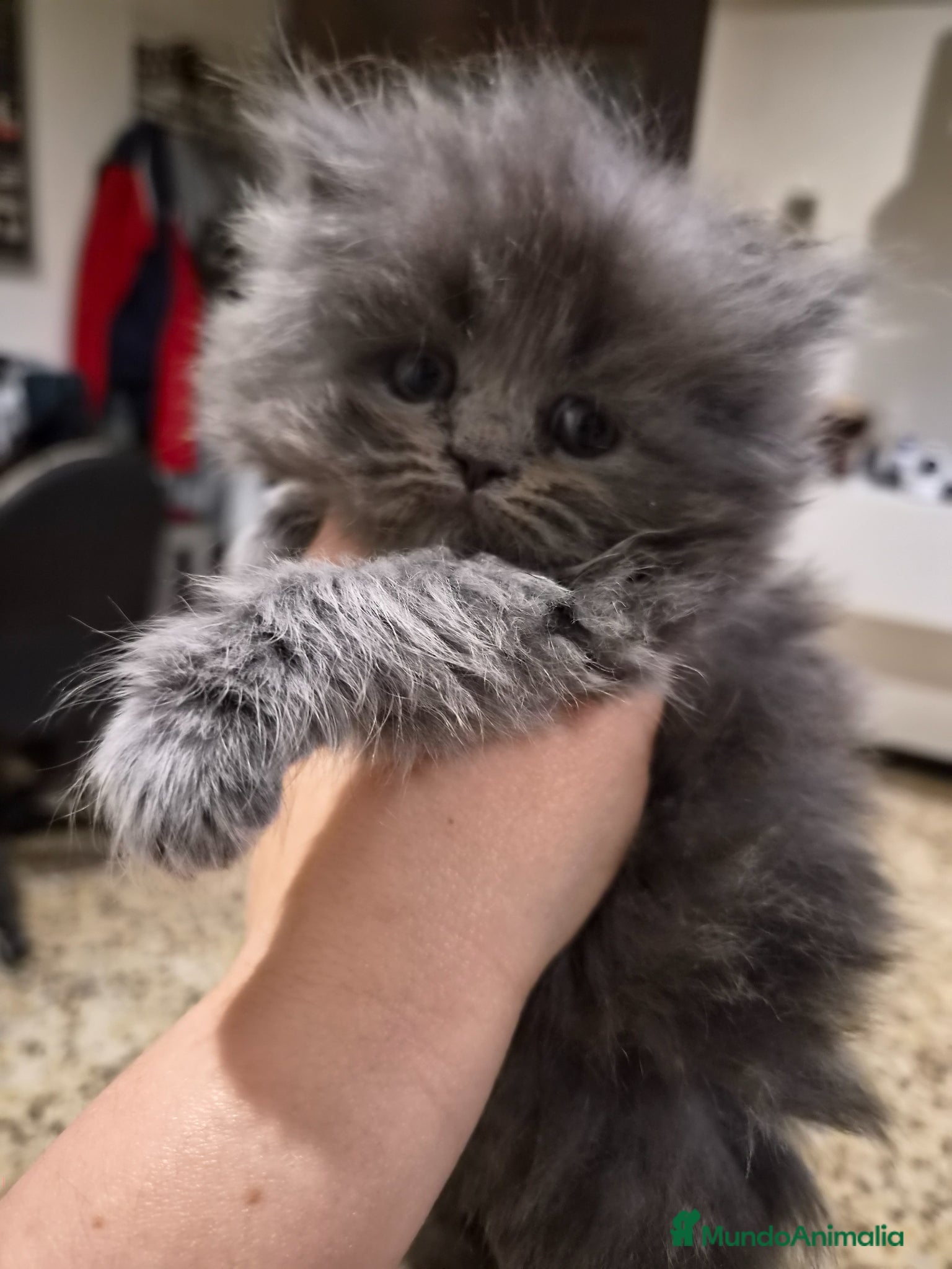 Persa gatos en venta: Gatos persas  - Anuncio 10