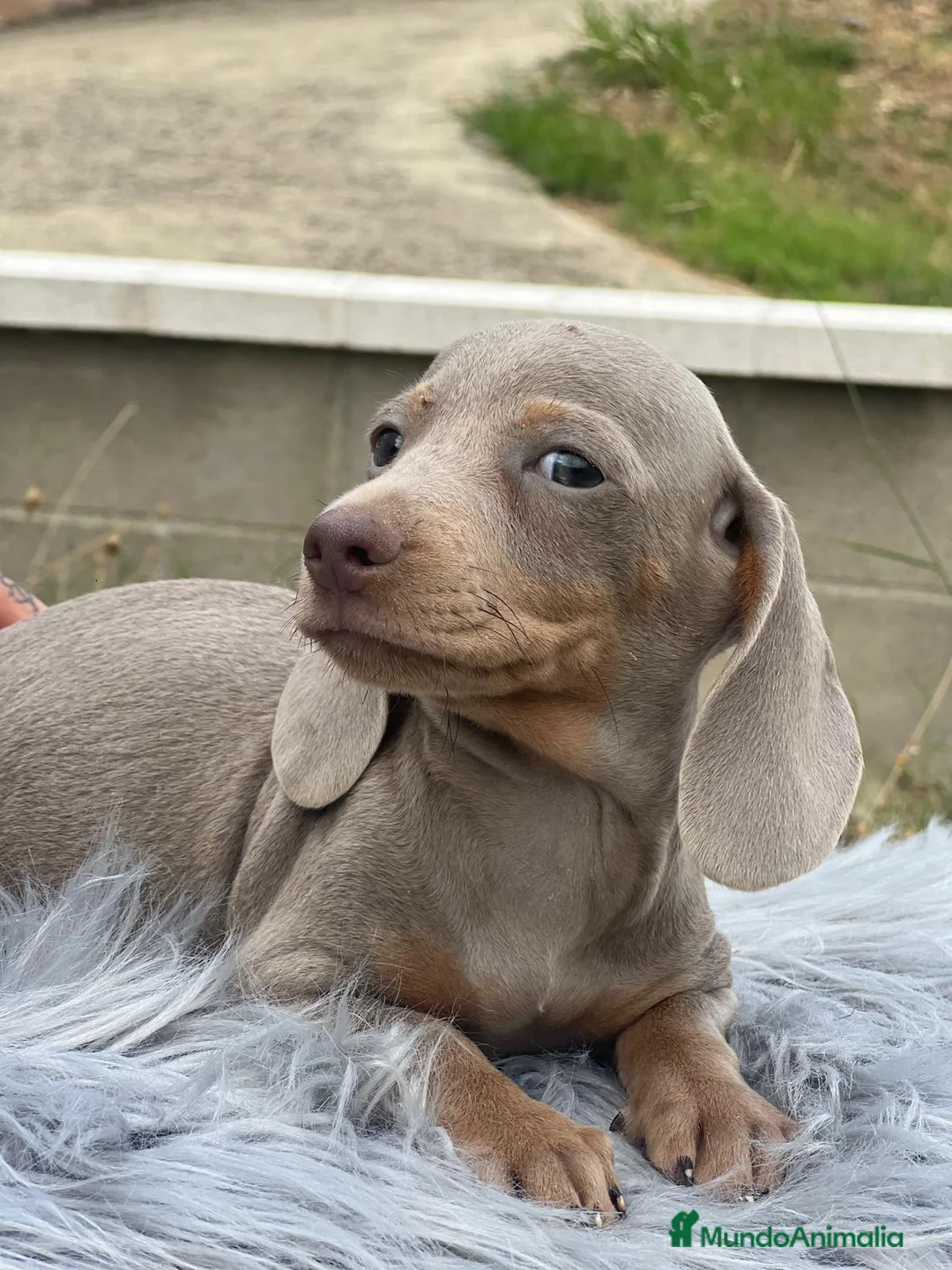 Teckel Miniatura perros en venta: TECKEL MINIATURA DISPONIBLES - Anuncio 7