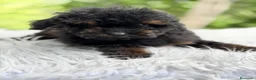 Caniche Toy perros en venta: CANICHE TOY PHANTOM DISPONIBLE MACHITO - Anuncio 2