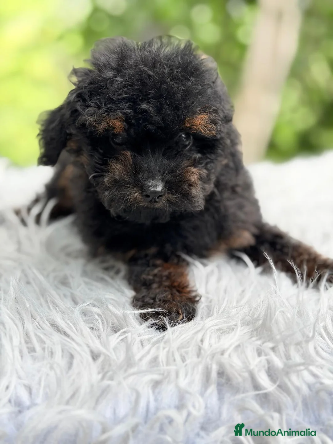Caniche Toy perros en venta: CANICHE TOY PHANTOM DISPONIBLE MACHITO - Anuncio 2