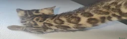 Bengalí gatos en venta: Bengali - Anuncio 4