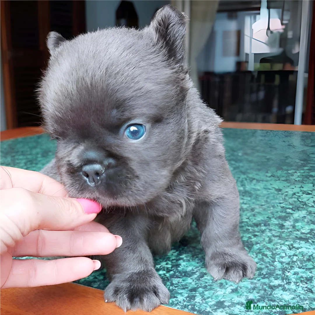 Bulldog Francés perros en venta: Bulldog francés ! Espectaculares  - Anuncio 2