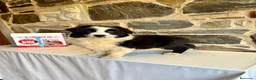 Pastor Australiano perros en venta: Pastor Australiano  - Anuncio 1