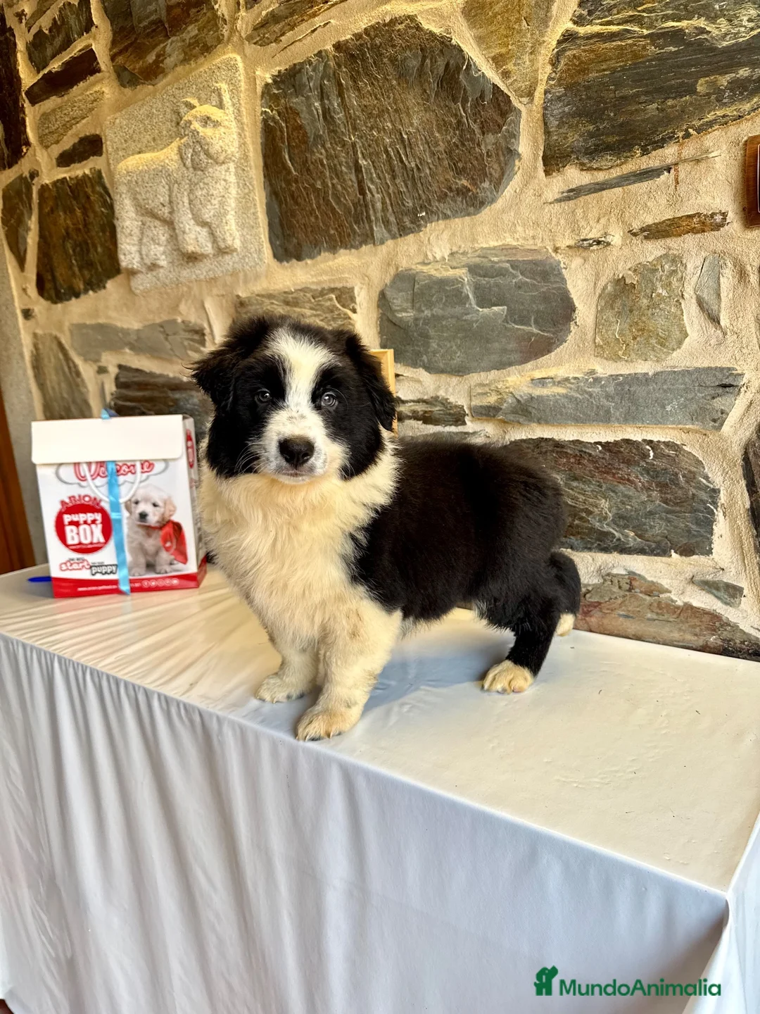 Pastor Australiano perros en venta: Pastor Australiano  - Anuncio 1