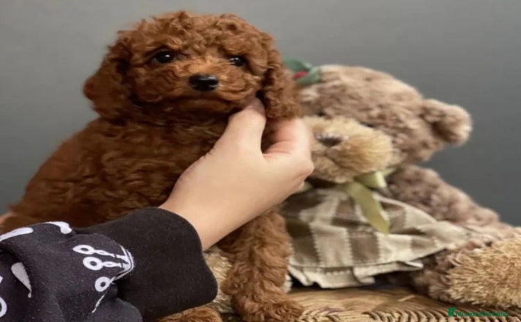 Caniche Toy perros Caniche toy rojo intenso - Anuncio 2