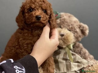 Caniche Toy perros Caniche toy rojo intenso - Anuncio 2