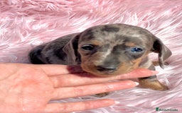 Teckel Miniatura perros en venta: Teckel Kaninchen arlequín - Imagen 1