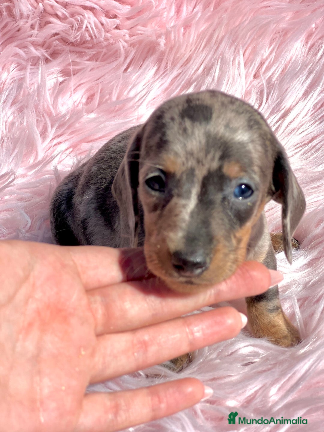 Teckel Miniatura perros en venta: Teckel Kaninchen arlequín - Imagen 1