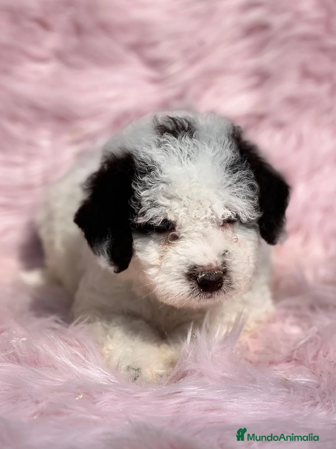 Perro de Agua Español perros en venta: PERRO DE AGUAL ARLEQUÍN DISPONIBLES en Barcelona - Anuncio 5