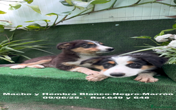 Border Collie perros en venta: BORDER COLLIE TRICOLOR - Imagen 15
