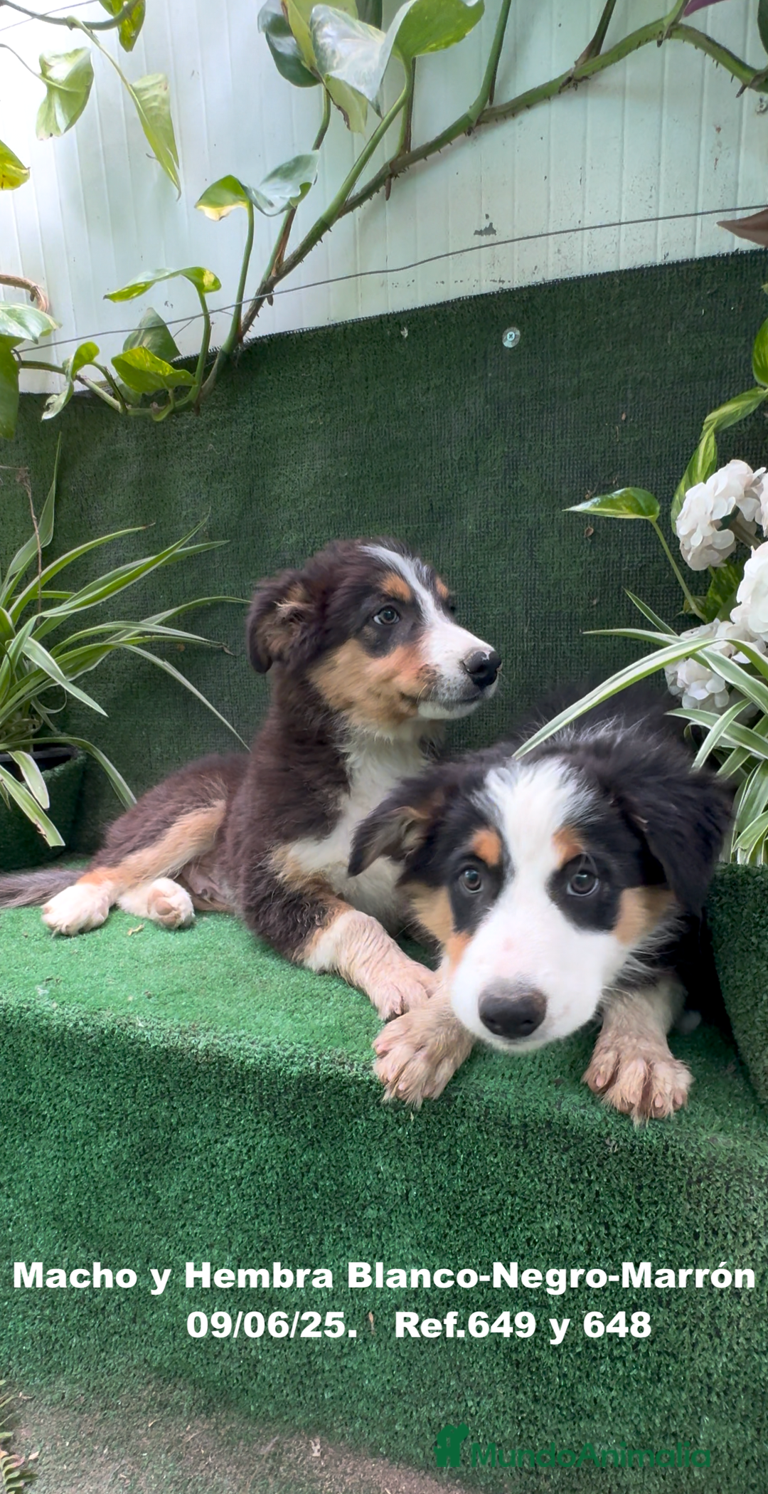 Border Collie perros en venta: BORDER COLLIE TRICOLOR - Imagen 15