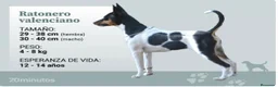 Gos Rater Valencià perros en venta: Gos Rater valencia en caraby  - Anuncio 7