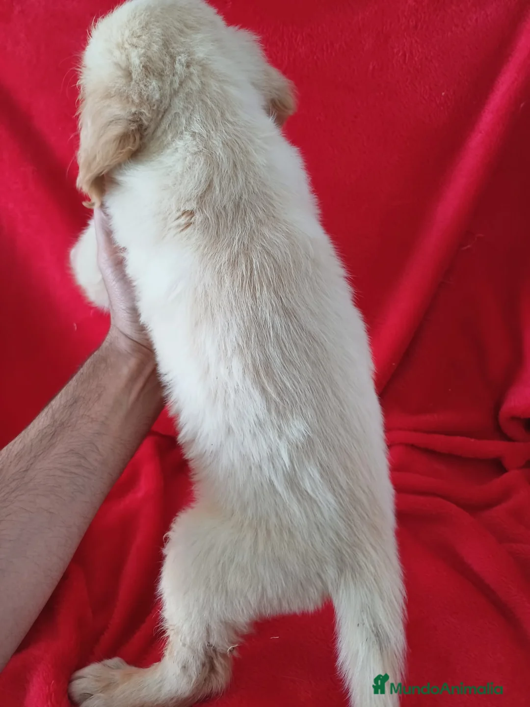 Golden Retriever perros en venta: Golden Retriever  - Anuncio 3