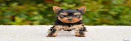 Yorkshire Terrier perros en venta: Yorkshire terrier - Anuncio 1