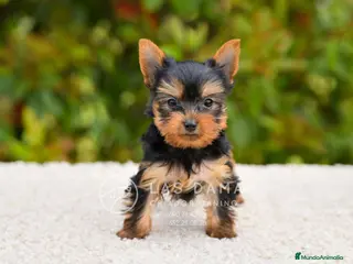 Yorkshire Terrier perros Yorkshire terrier - Anuncio 1