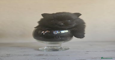Pomerania perros - Anuncio 8