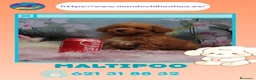 Maltipoo perros en venta: Camada de maltipoo enano - Anuncio 1