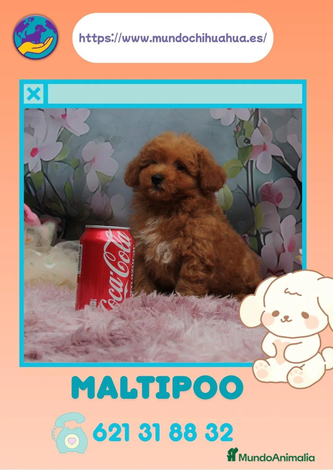 Maltipoo perros en venta: Camada de maltipoo enano - Anuncio 1