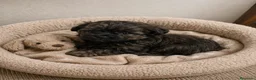 Caniche Toy perros en venta: PRECIOSA CAMADA DE CANICHE TOY ✨🐩 - Anuncio 3