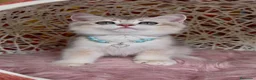 Británico de Pelo Corto gatos en venta: Último machito disponible🩵Listo para entregar 💙 - Anuncio 3