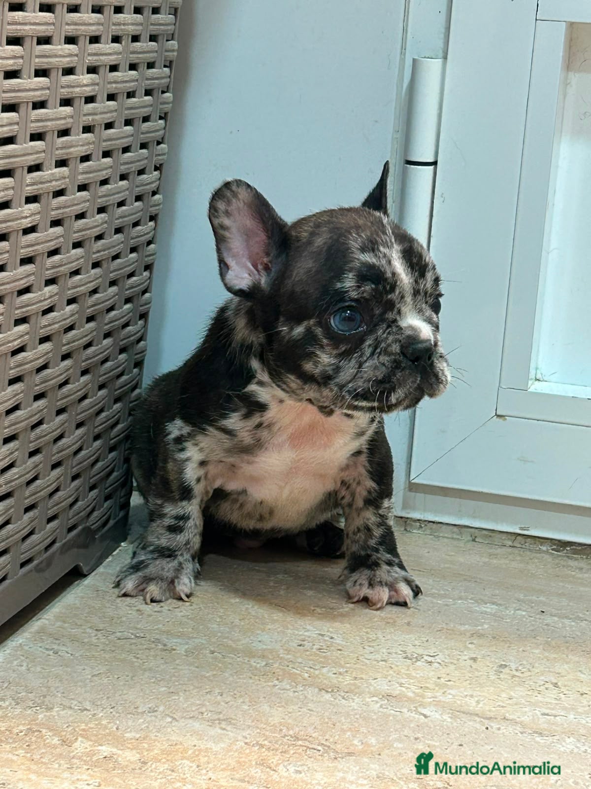 Bulldog Francés perros Cachorros bulldog  - Anuncio 3
