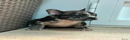Bulldog Francés perros en venta: Cachorros bulldog  - Anuncio 1